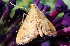 Mamestra approximata - Geflammter Kleinzünsler (Indian Jezebel)